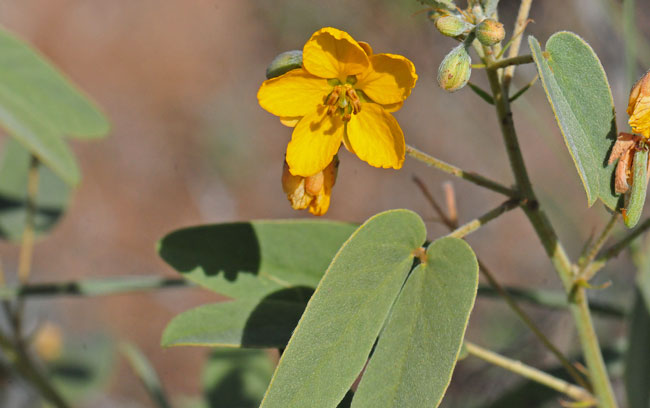 Note leaf; Senna bauhinioides, Twinleaf Senna Senna bauhinioides, Twinleaf Senna